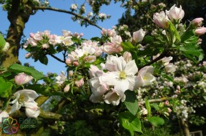 malus domesticus (3)